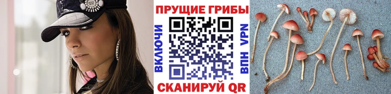 MEGA ТОР  Советск  Псилоцибиновые грибы Magic Shrooms 